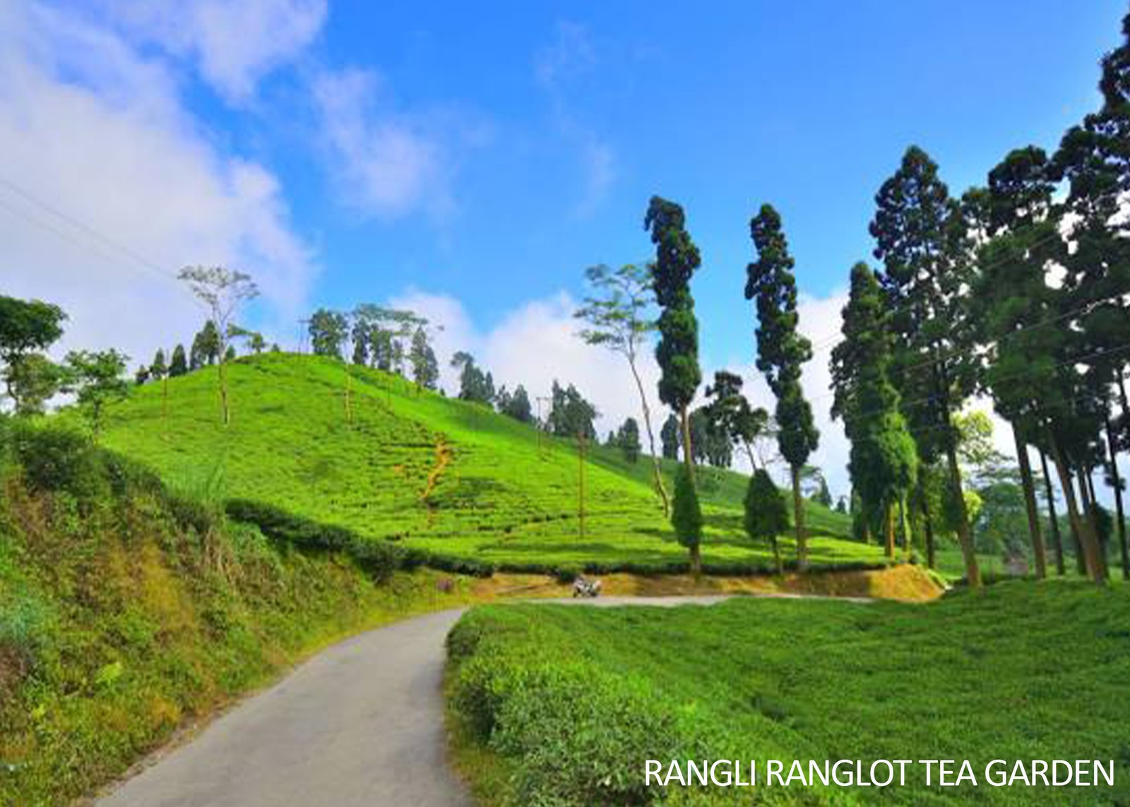 Rangli Ranglot Tea Garden